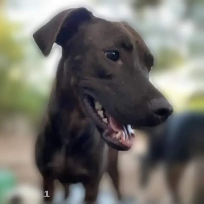 Lost dog, Branch Brook Park Drive, Newark - female Labrador, timid, dragging a retractable leash - photo