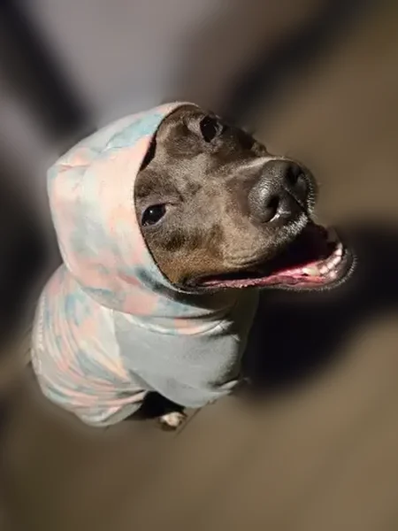 Lost dog, South Kalispel Way, 304, Airway Heights, Cheney - female, scared of people - photo