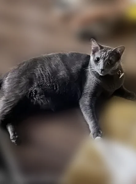 Lost cat, Simond Avenue, 2201, Austin - male, gray coat, red collar - photo