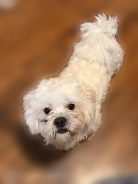 Lost dog, Lincoln Avenue, 186, Brentwood - male - photo