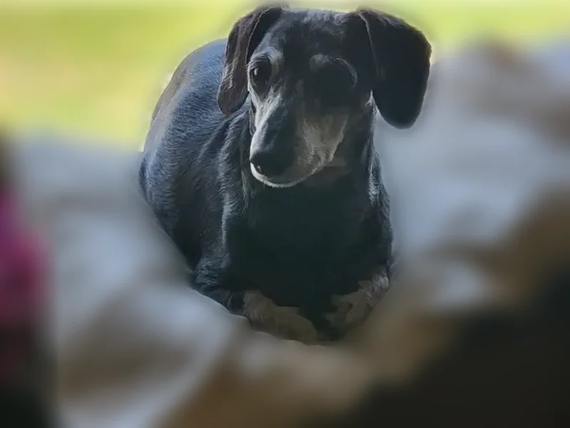 Lost dog, West Plymouth Church Road, 3910, Beloit, Peshtigo - senior male, microchipped - photo