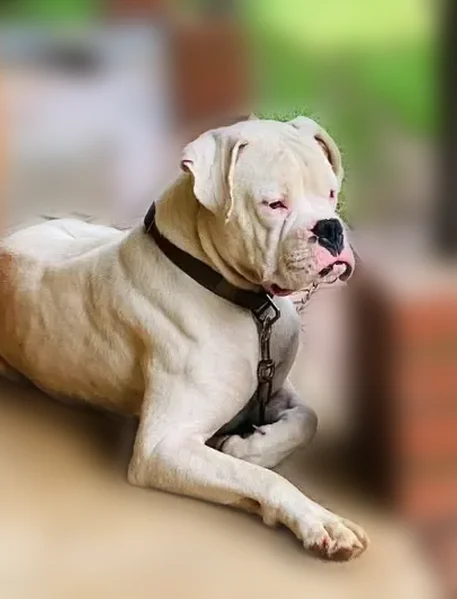 Lost dog, Jones Mountain Road, 1596, Talking Rock, Manhattan - white male boxer, black harness - photo