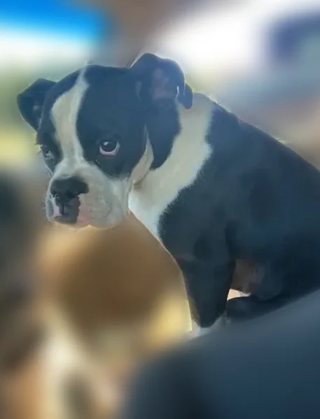 Lost dog, Jones Mountain Road, 1596, Talking Rock, Manhattan - female boxer, 4 years old - photo