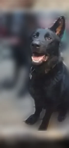 Lost dog, male, Bailey Jester Road, 1429, Griffin — black German shepherds, one with a red collar - photo