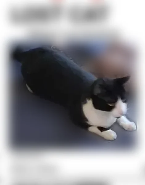 Lost cat, College Street, 171, Middletown - female, black and white - photo