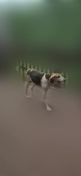 Lost dog, Sovereign Lane, 2121, Lexington - 10-year-old tricolor coonhound - photo