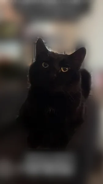 Lost cat, North LittleLeaf Terrace, 642, Fayetteville - male, black, big tom cat cheeks - photo