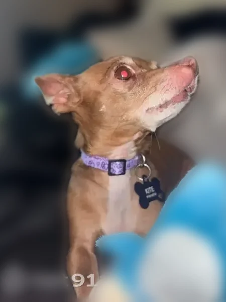 Lost dog, Finsbury Street, 800, Durham - female, purple collar - photo