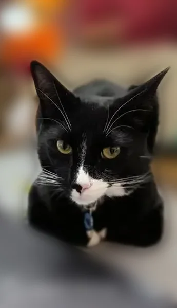 Lost cat, Pere Marquette Street, Lawrence - male tuxedo, neutered, microchipped - photo
