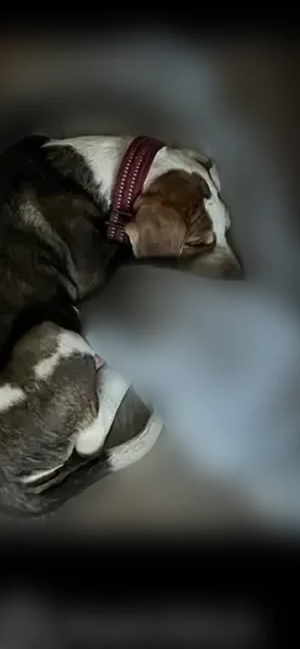 Lost dog, Basswood Avenue, 1005, High Point - female, friendly - photo