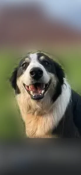 Lost dog, male, Castle Valley, Utah, Grand Junction - photo