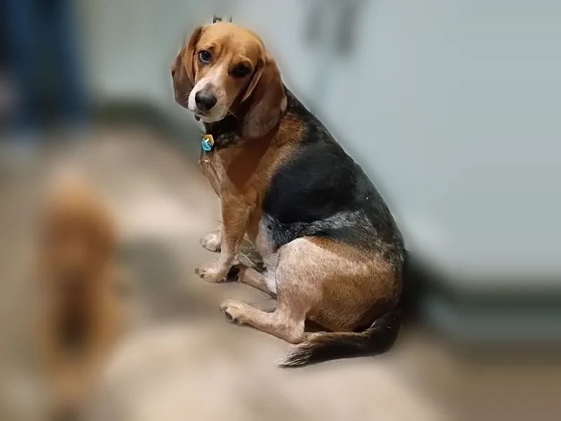 Lost dog, New Delaware Road, 10151, Mount Vernon, Bucyrus - male, skittish of people - photo
