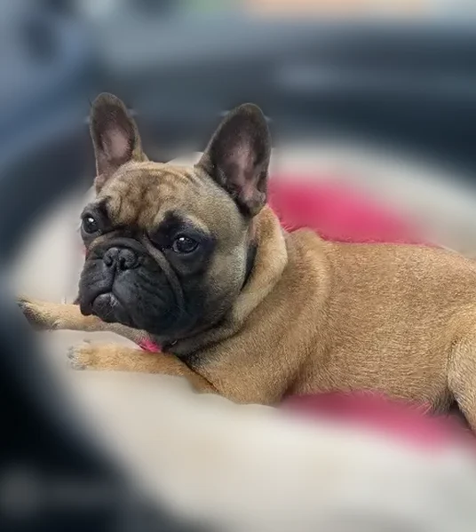 Perdu chien femelle, Allée de la Rose des Vents, 1, Locquénolé, Taulé - petite corpulence - photo