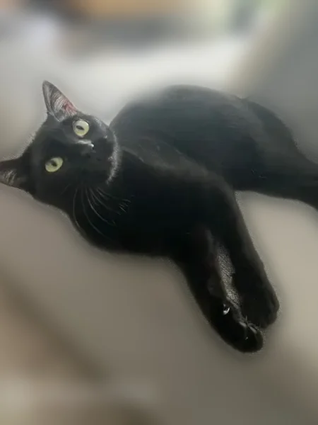Chat perdu, femelle, Rue Georges Chaulet, 22, Dax, Paris - pelage noir avec poils blancs entre les pattes arrière - photo