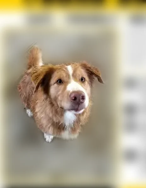 Found dog, Little Indian Creek Road, 8289, Lake Saint Clair — female, red and white - photo