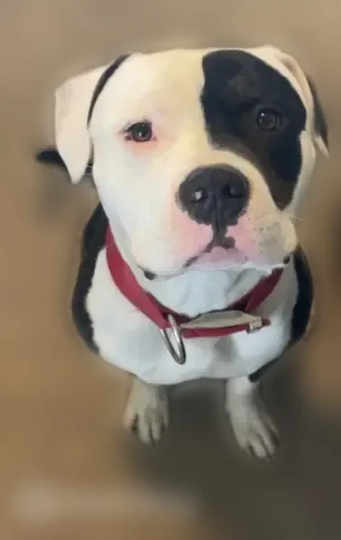 Lost dog, Omaha - light brindle legs, black patch on eye - photo