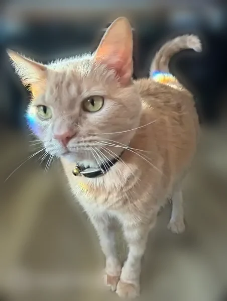 Lost cat, Streamside Drive, 5296, Galena, Columbus - female, friendly, with a collar - photo