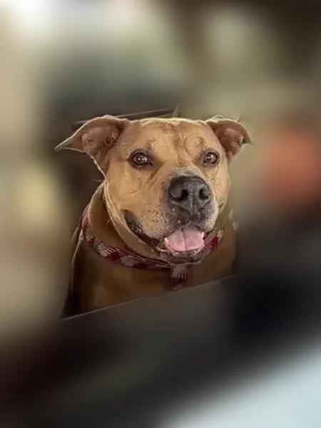 Lost dog, Columbus, Ohio, Warren - female - chipped, pink leopard print collar - photo