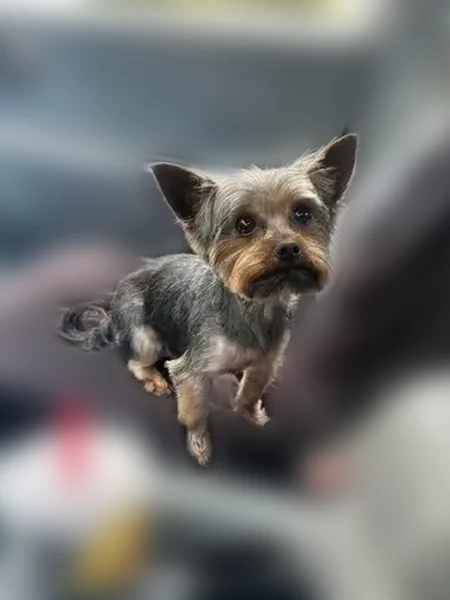 Lost dog, Montego Drive, 7816, Pensacola - male, skittish, upright ears - photo