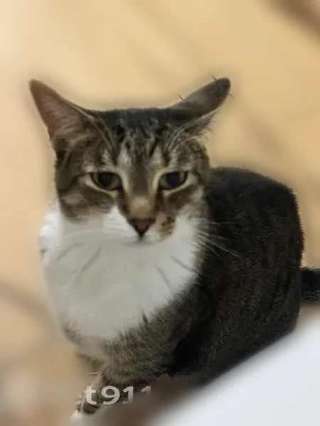 Lost cat, North Milwaukee Avenue, 825, Libertyville - male - photo