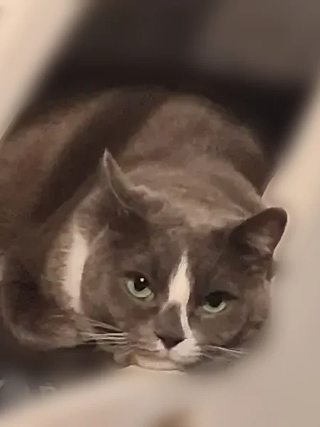 Lost cat, 50th Avenue, 93-04, Queens - male, grey and white, green eyes - photo