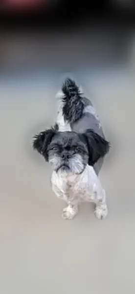Lost dog, Chicago - female - photo