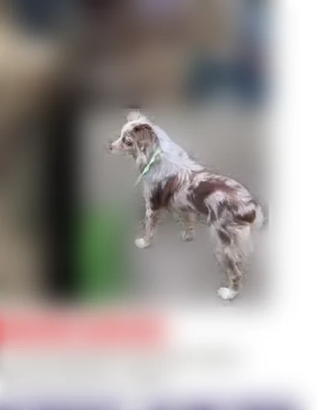 Lost dog, Madison Avenue, 4725, Indianapolis - female, red merle, very scared - photo