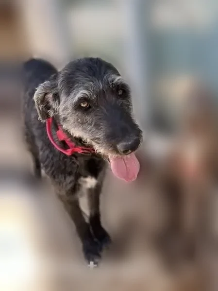 Lost dog, Sunset Road, 1755, Tooele - male, black labradoodle with gray accents - photo