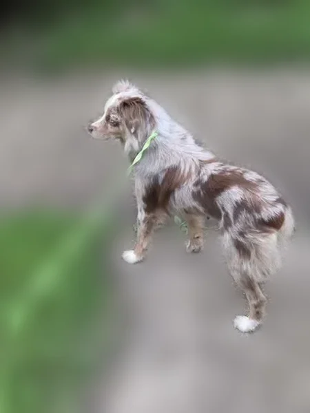 Lost dog, Madison Avenue, 4725, Indianapolis - female, red merle, purple harness - photo
