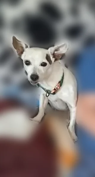 Lost dog, North Ranches Parkway, 7998, Eagle Mountain - male Chiweenie, skittish and nervous - photo