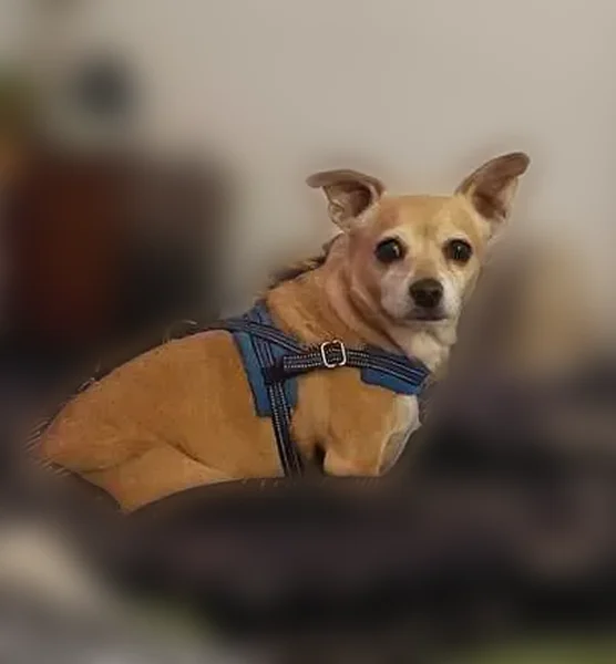 Lost dog, West Escuda Road, 6471, Glendale, Phoenix - male, red/brown - photo