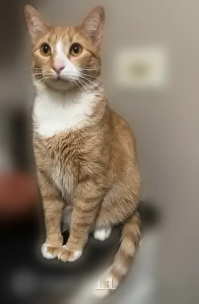 Lost cat, West 18th Place, 1308-1312, Chicago - male, microchipped - photo