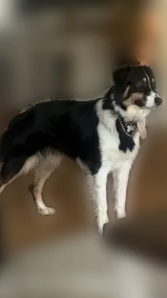 Lost dog, East Buffington Street, 119, Upland - skittish, short nub tail - photo