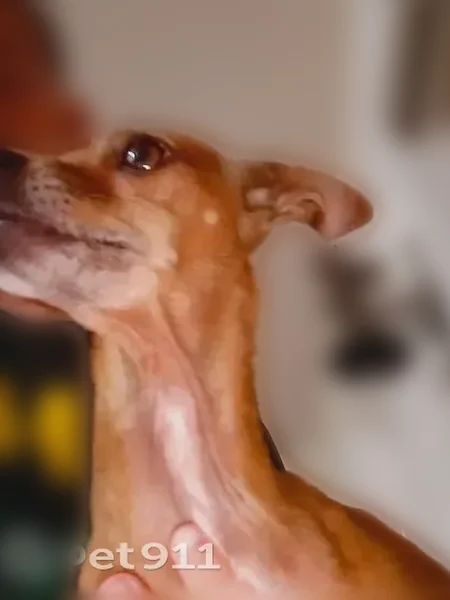 Lost dog, West Madison Street, Phoenix - female Chihuahua, small, brown, one white nail on left paw - photo