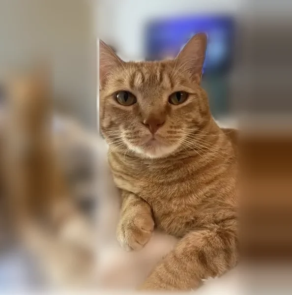 Lost cat, Delowe Street, Grove City, Arlington - orange male with orange eyes - photo