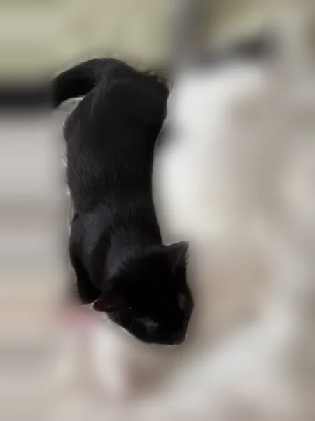 Lost cat, Flowers Street, World Golf Village, St. Augustine - all black, tiny white spot on chest - photo