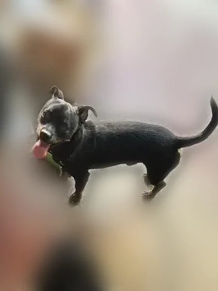 Lost dog, De Anza Drive, 685, San Jacinto - male - photo