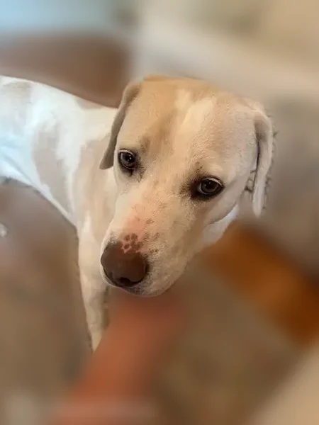 Lost dog, Kingsway Circle, 245, Charlotte - female yellow lab with a blue martingale collar and pink leash - photo