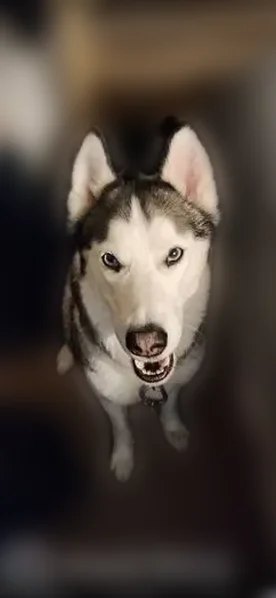 Lost dog, 225th Place Southwest, 217, Bothell - female husky - photo