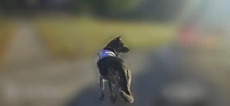 Lost dog, Harmony Township Road, 7757, New Harmony - female shepherd mix - photo