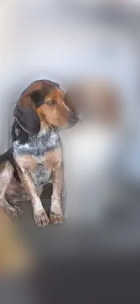 Lost dog, Chatsworth - very skittish - photo