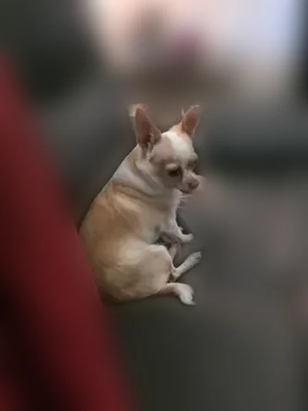 Lost dog, Falkirk Drive, Warner Robins, Macon - male Chihuahua, scared of strangers - photo