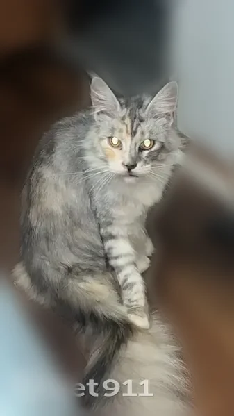 Lost cat, Bryant Still Road, 896, Brooklet - female Maine Coon - photo