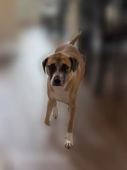 Lost dog, Warner Robins, Georgia - skittish - photo