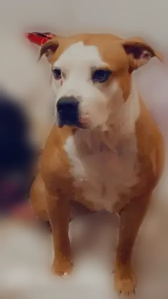 Lost dog, Market Street, 200, Buckner, St. Louis - female pitbull, pregnant - photo