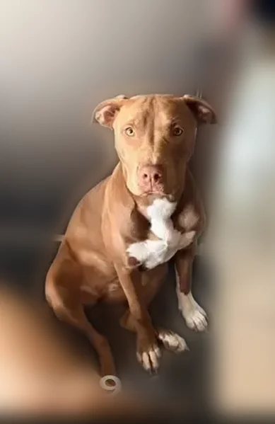 Lost dog, female, Granite City, Illinois, St. Louis - medium-size brown and white pitbull with a white heart on her chest - photo