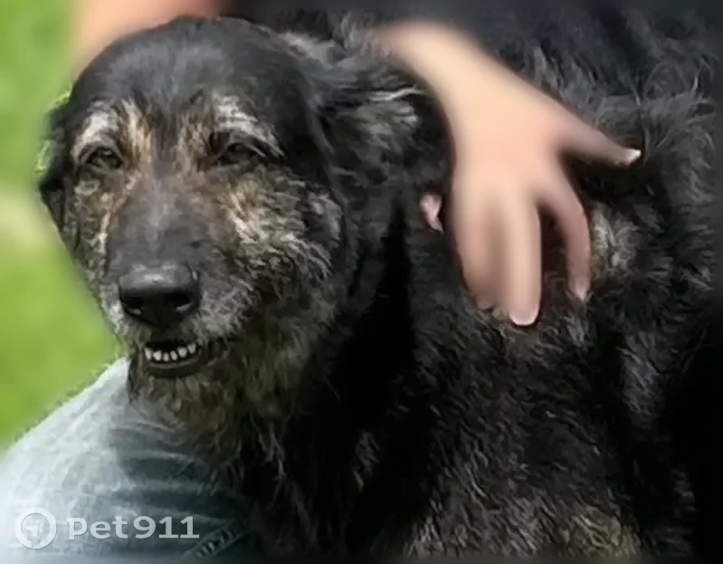 Lost dog, Boskydell Road, 1451, Omaha - female - photo