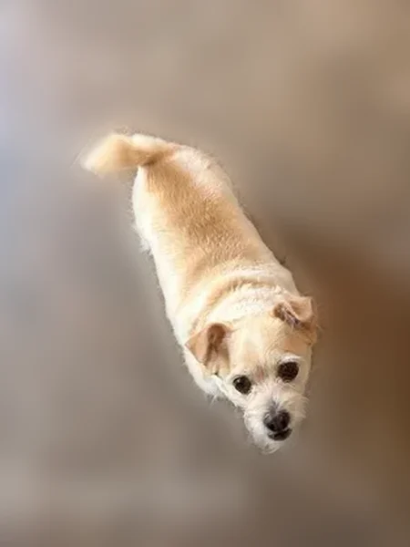 Lost dog, female, Harte Street, 1774, Baldwin - friendly, shy mixed Chihuahua - photo