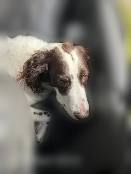 Lost dog, Benton Road, 2, Saginaw - male, 12-year-old Brittany with a heart condition - photo