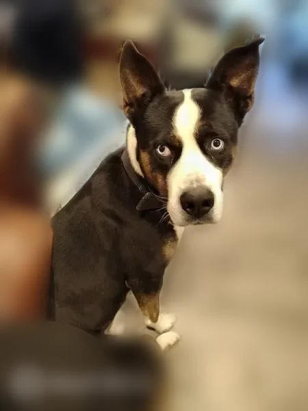 Lost dog, Turrill Avenue, 257, Lapeer, Detroit - male, blue eyes - photo
